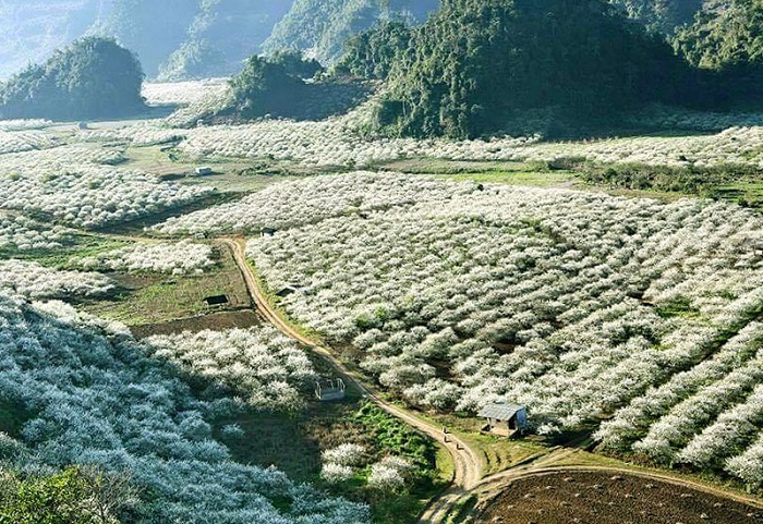 Mộc Châu trong sắc hoa nở trắng các thung lũng
