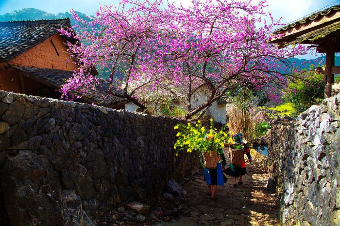 Hoa đào nở tại SaPa